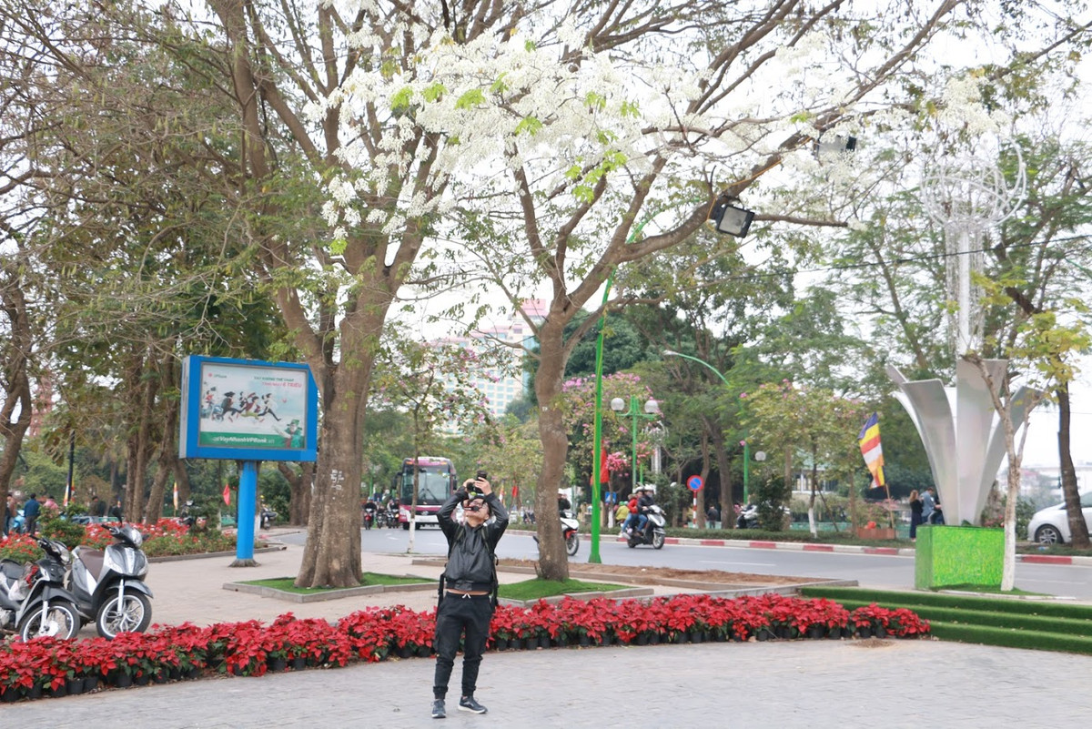 Khó lấy được toàn cảnh thì bù vào đó, hoa sưa đáp lại người ngắm hoa những tấm thảm đẹp lãng mạn, rất lý tưởng để "check-in".