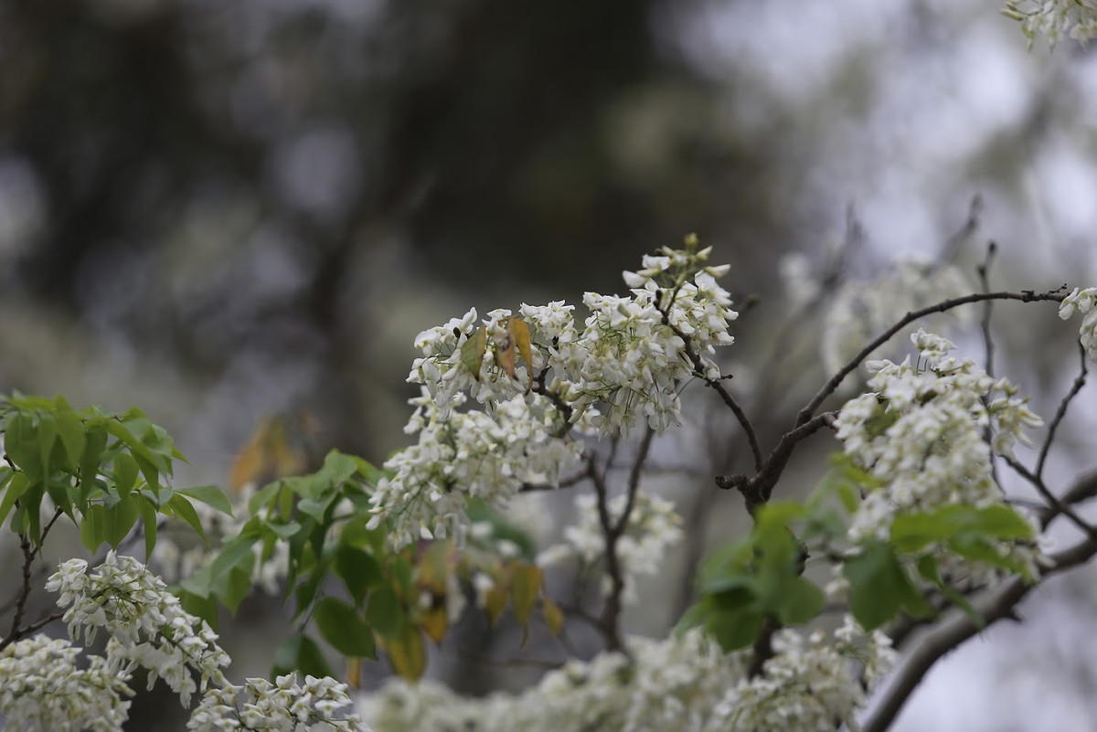 Hà Nội chẳng có đường hoa sưa dài tăm tắp vì cây mọc rải rác, nên nếu đi đường bất chợt gặp cây hoa sưa sẽ chẳng ai ngần ngại mà không dừng lại chụp, lưu lại chút ít khoảnh khắc Hà Nội thời điểm cuối xuân.