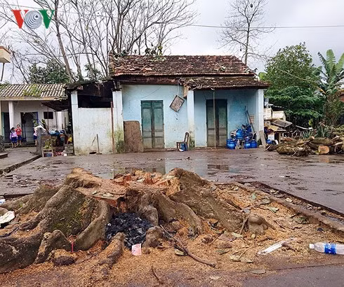 Hiện trường xảy ra vụ cây đổ đè chết người.