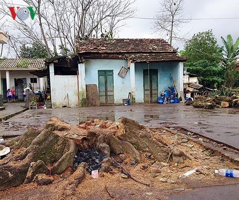 Hiện trường xảy ra vụ cây đổ đè chết người.