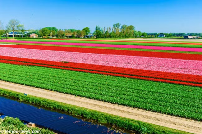 Ở bên ngoài khu vườn, những cánh đồng hoa tulip trải dài đến tận chân trời chắc chắn sẽ làm mãn nhãn những người yêu hoa.