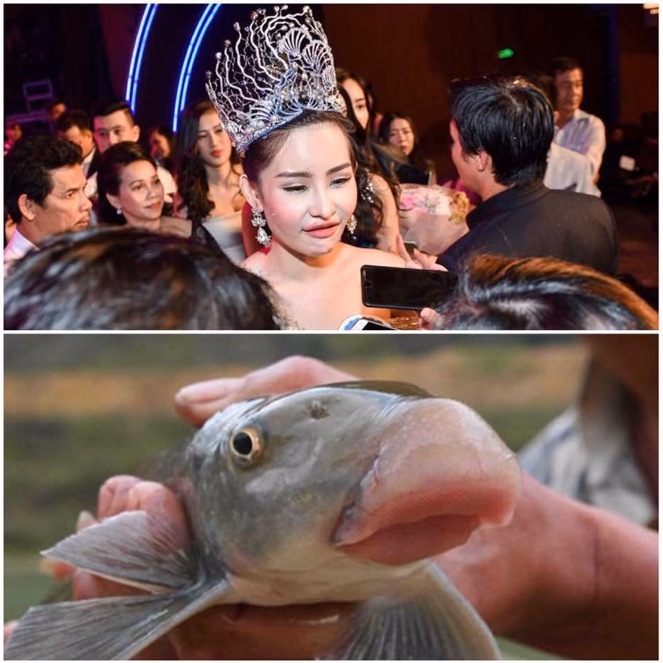 Hình ảnh so sánh nhan sắc của tân Hoa hậu Đại dương 2017 - Ngân Anh với một chú cá được dân mạng liên tục chia sẻ trên mạng xã hội những ngày qua.