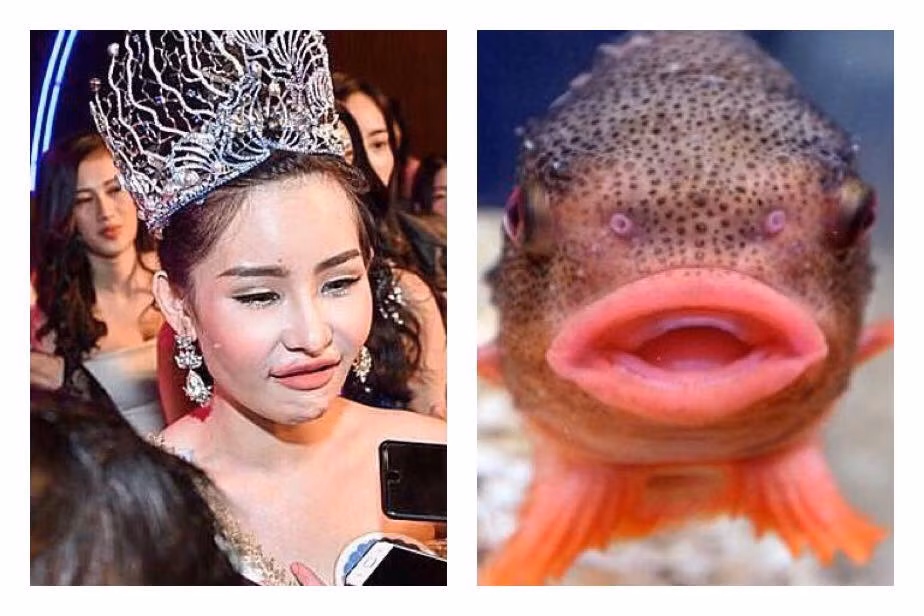 Ngay sau khi kết quả của cuộc thi Hoa hậu Đại dương 2017 được công bố thuộc về Ngân Anh, trên mạng xã hội đã có rất nhiều bức ảnh chế được cộng đồng mạng đăng tải so sánh nhan sắc của tân hoa hậu với những chú cá "môi dày".