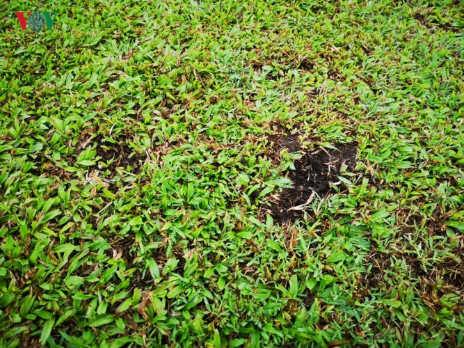 Vết cỏ không đều trên mặt sân Panaad trước ngày trận bán kết lượt đi AFF Cup 2018 diễn ra.