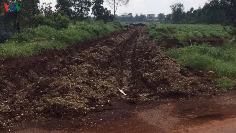 Tại khu đất rộng 2 ha ở ấp Sông Soài 2, xã Sông Xoài, TX Phú Mỹ nay cỏ đã mọc xanh.