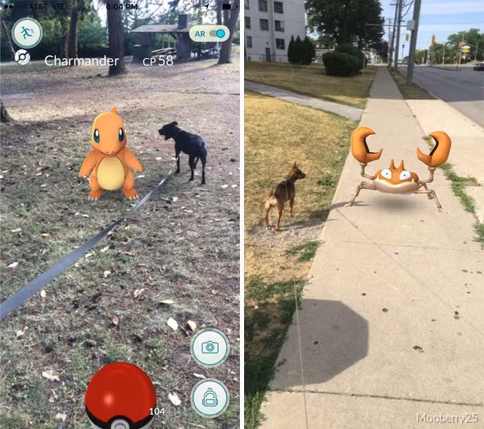 Cuộc săn Pokemon Go của những chú chó và chủ nhân. Ảnh sử dụng trong bài: Boredpanda.