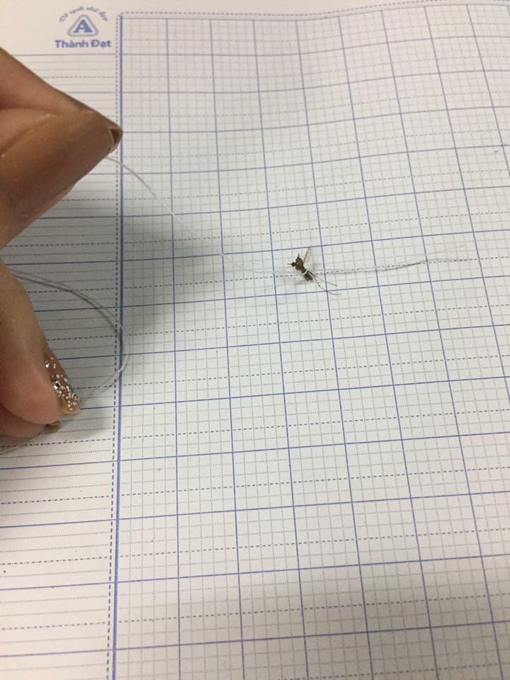 Hay nickname Thao Ngoc thì cho rằng: "Thế vẫn là bình thường, cấp 2 tui có con bạn tên Dương và nó cũng sưu tầm móng tay, móng chân. Nó còn bảo khi nào tui cắt móng tay nhớ mang cho nó tui lại sợ nó chơi bùa ngải gì đó nên thôi. "