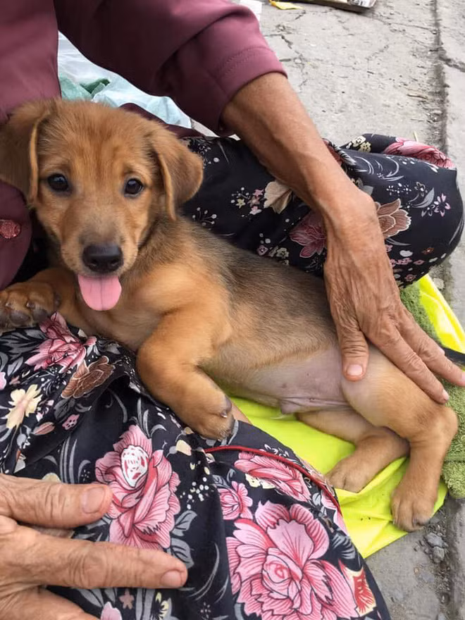 Theo đó, chủ một tài khoản tên P.P mới đây đã chia sẻ lại câu chuyện trên Facebook về hình ảnh một chú chó nhỏ ngoan ngoan nằm ngoan trong chiếc bao tải xanh ngồi trong lòng bà cụ bên vỉa hè đang chờ được rao bán.