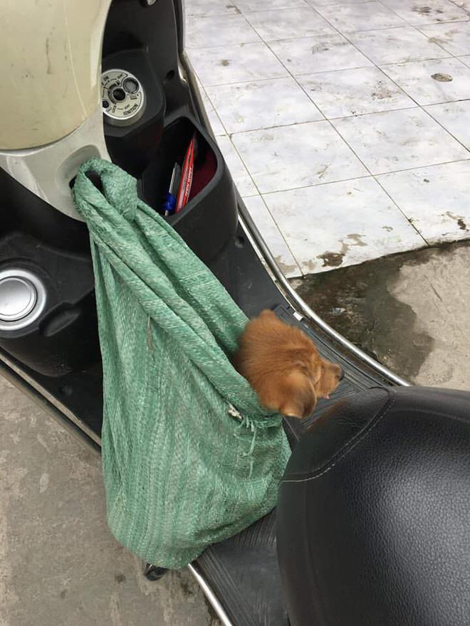 Hiện câu chuyện về bà cụ nghèo bán chó chữa bệnh vẫn đang được cộng đồng mạng truyền tay nhau chia sẻ và mong ngóng có thể tìm được thông tin về cụ bà để chia sẻ bớt phần nào sự khó khăn trong cuộc sống của bà cụ giàu lòng nhân hậu.