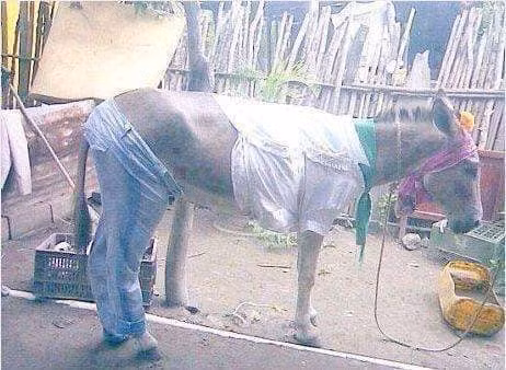 Khi mùa rét đến, các "con sen" phải chia sẻ quần áo cho các "boss" để cùng nhau thể hiện "tình thân, mếm thân".