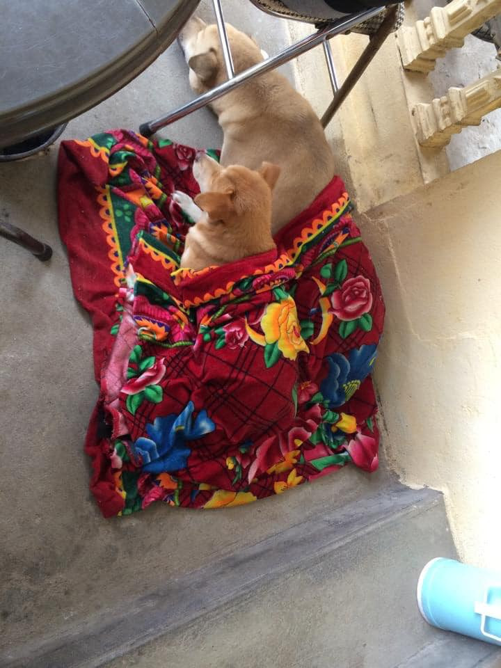 Các "con sen" sẵn sàng mang chiếc chăn mình đang đắp để cho các "boss" vượt qua mùa rét năm nay.