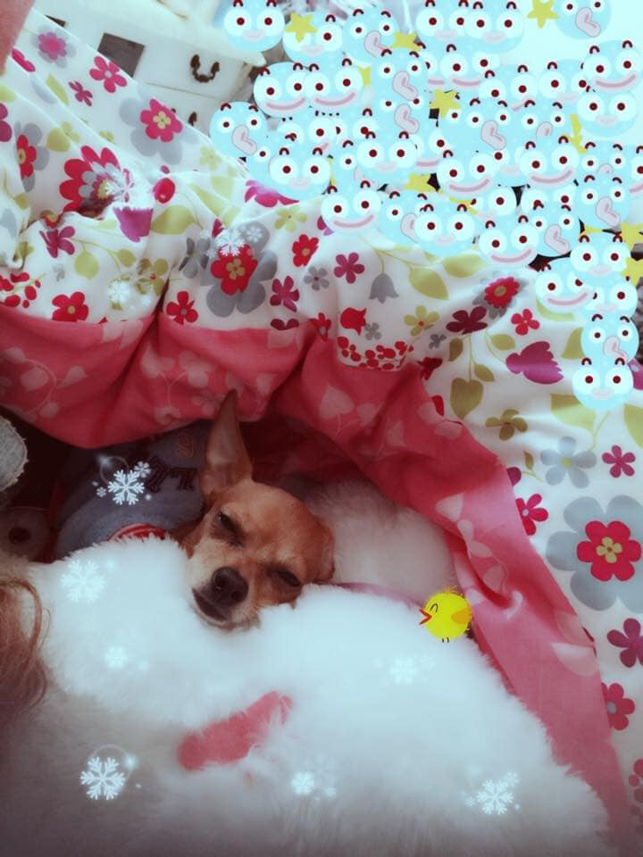 Ngủ trong lòng "con sen" làm ấm nhất để các "boss" vượt qua mùa đông lạnh giá này.