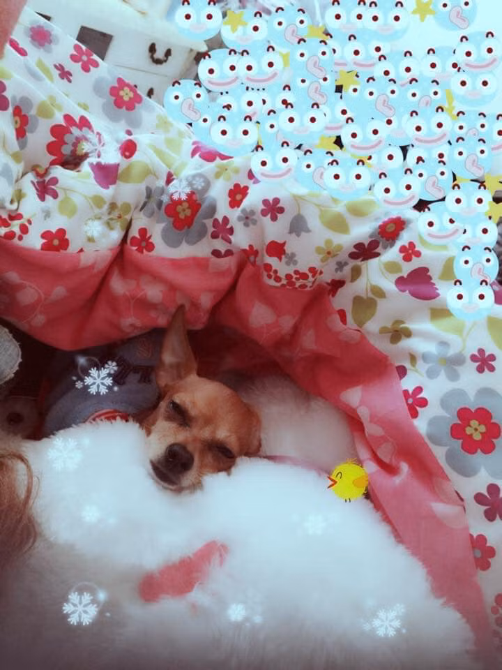 Ngủ trong lòng "con sen" làm ấm nhất để các "boss" vượt qua mùa đông lạnh giá này.