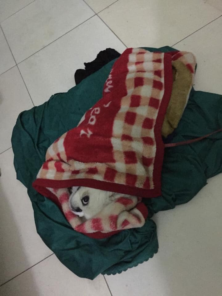 Khi không có tiền sắm áo ấm thì các "boss" phải chấp nhận việc ủ ấm bằng những chiếc chăn.