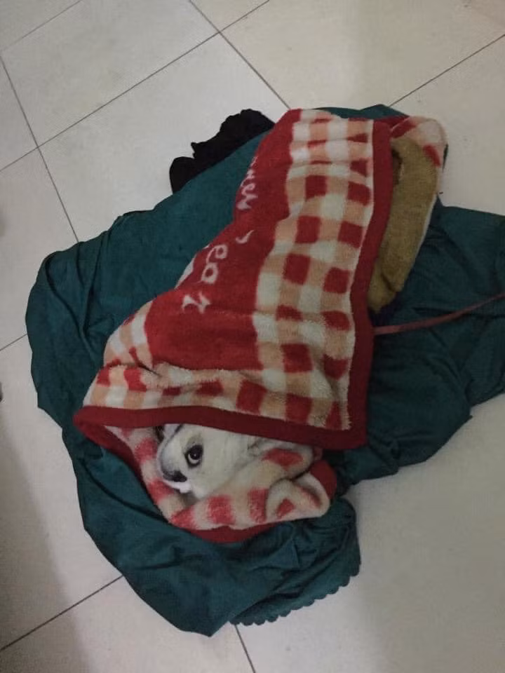 Khi không có tiền sắm áo ấm thì các "boss" phải chấp nhận việc ủ ấm bằng những chiếc chăn.