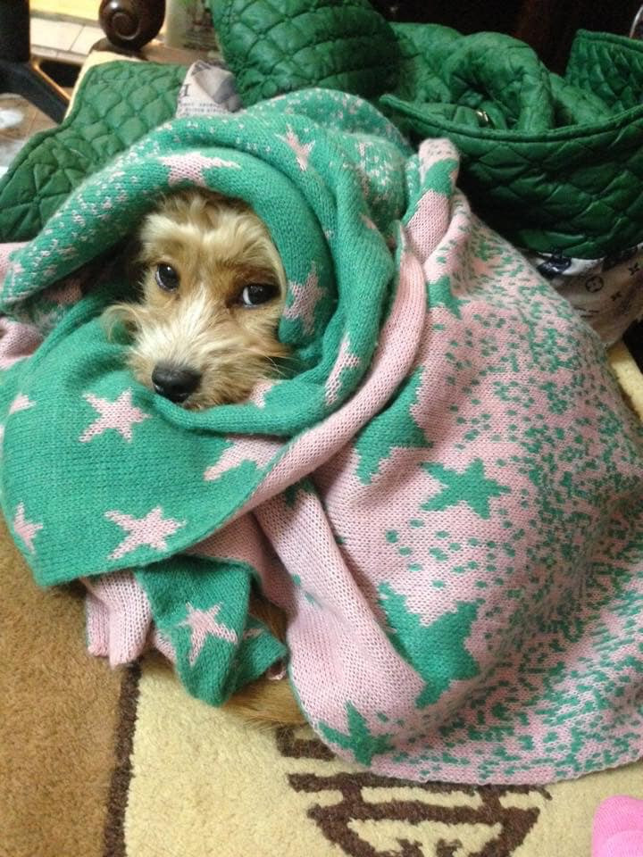 Trong ảnh, những "boss" không chỉ được các "con sen" cất kĩ ở nhà mà còn sắm quần áo tránh rét khá tươm tất.