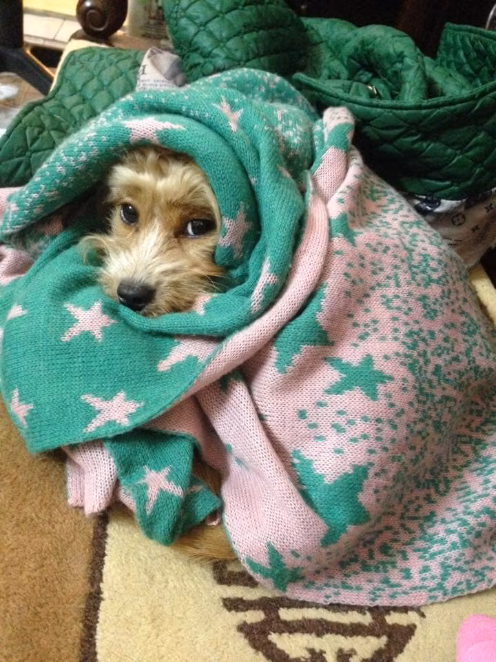 Trong ảnh, những "boss" không chỉ được các "con sen" cất kĩ ở nhà mà còn sắm quần áo tránh rét khá tươm tất.