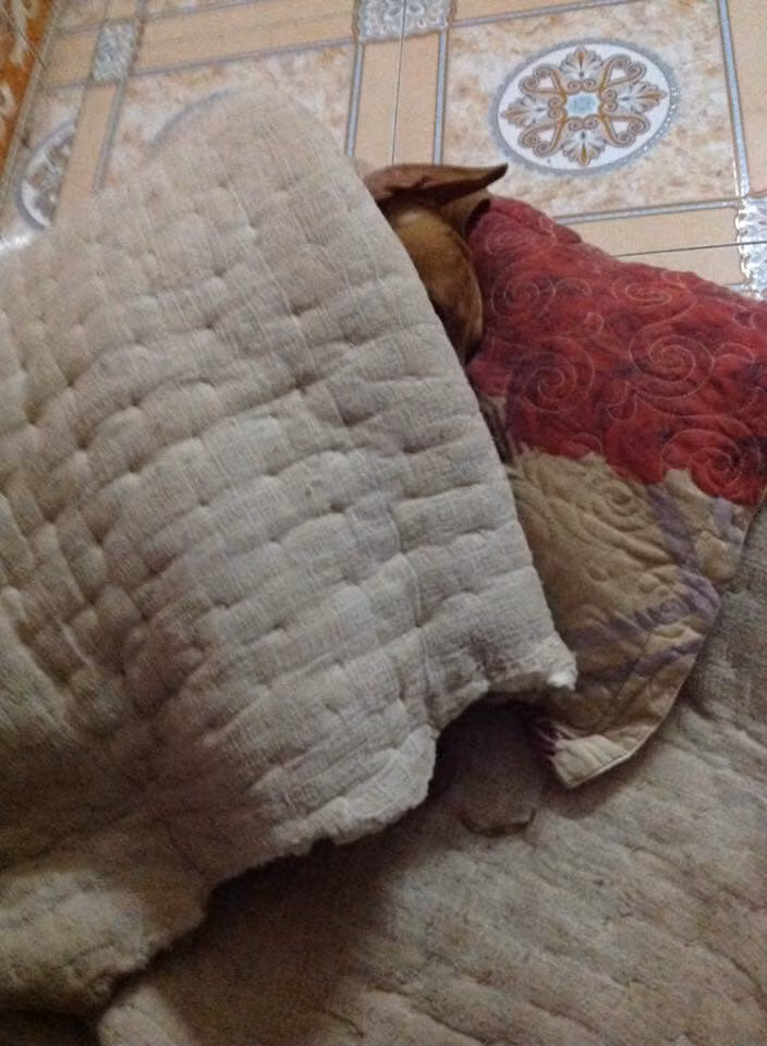 "Rét thế này, chỉ có việc đắp chăn và ngủ nướng mới làm các "boss" hạnh phúc".