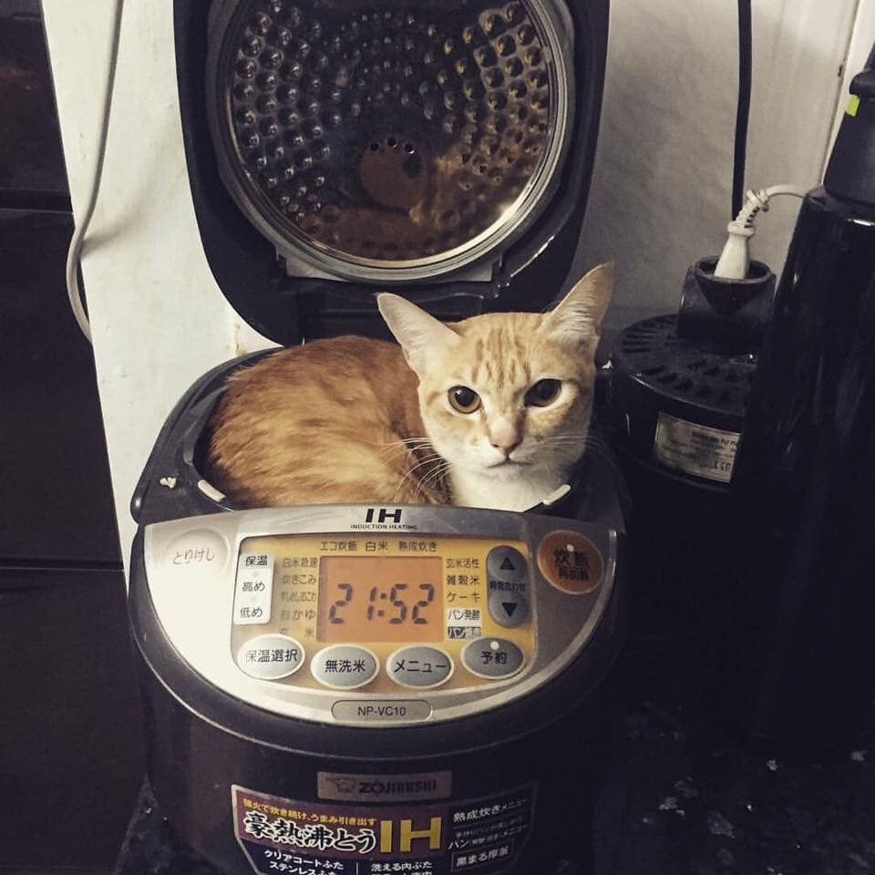 Khi không chấp nhận đắp chăn hay mặc quần áo thì vị trí tránh rét của các chú thú cưng đó là nhà bếp nơi có các thiết bị điện như nồi cơm, lò vi sóng.