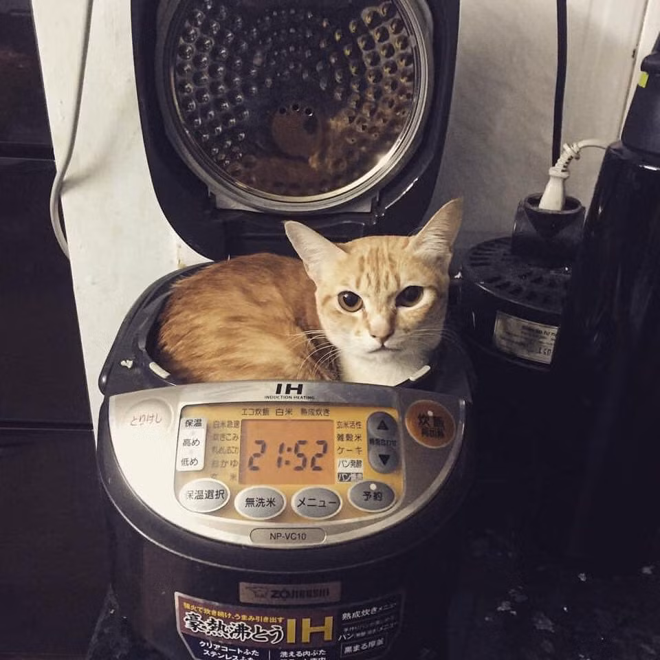 Khi không chấp nhận đắp chăn hay mặc quần áo thì vị trí tránh rét của các chú thú cưng đó là nhà bếp nơi có các thiết bị điện như nồi cơm, lò vi sóng.