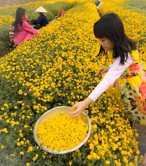 Tuy nhiên, khi chụp ảnh các bạn cũng nên lưu ý không tạo dạng quá đà khiến các luống hoa cúc chi bị hỏng, ảnh hưởng tới thành quả lao động của những người nông dân.