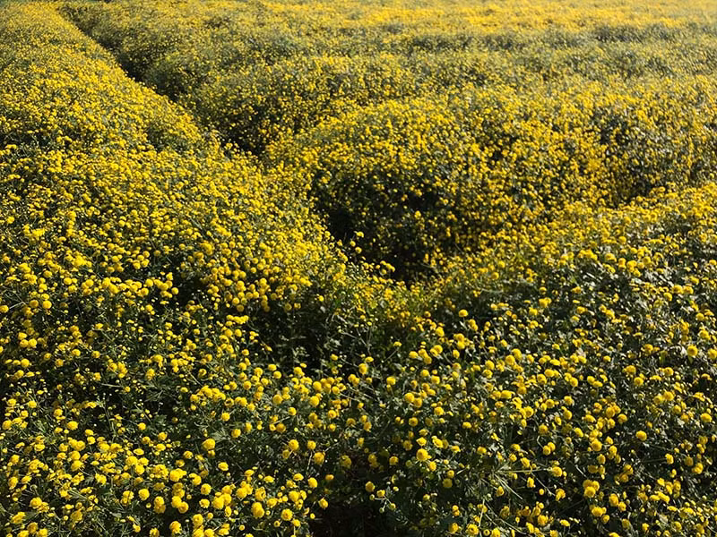 Hằng năm, cứ mỗi độ tháng 12, làng nghề trồng hoa tại Văn Lâm - Hưng Yên lại lũ lượt đón khách về thăm quan những cánh đồng hoa Cúc tiến vua (tên gọi khác của Cúc chi).