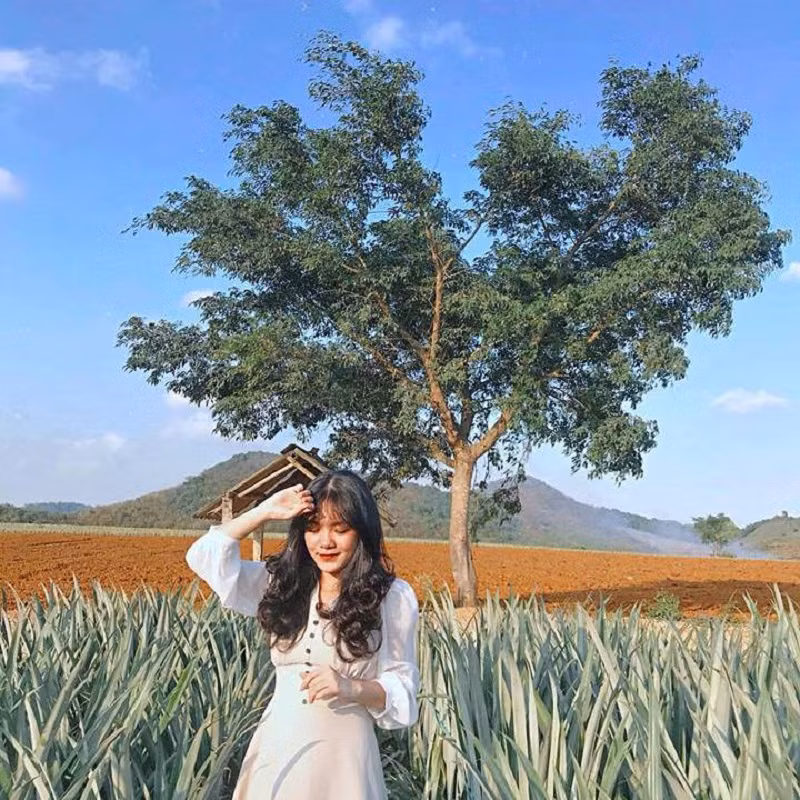 Màu xanh đậm nhạt của dứa ở đây phụ thuộc vào thời gian sinh trưởng, dứa non hay già, đang ra đọt hay đậu quả.