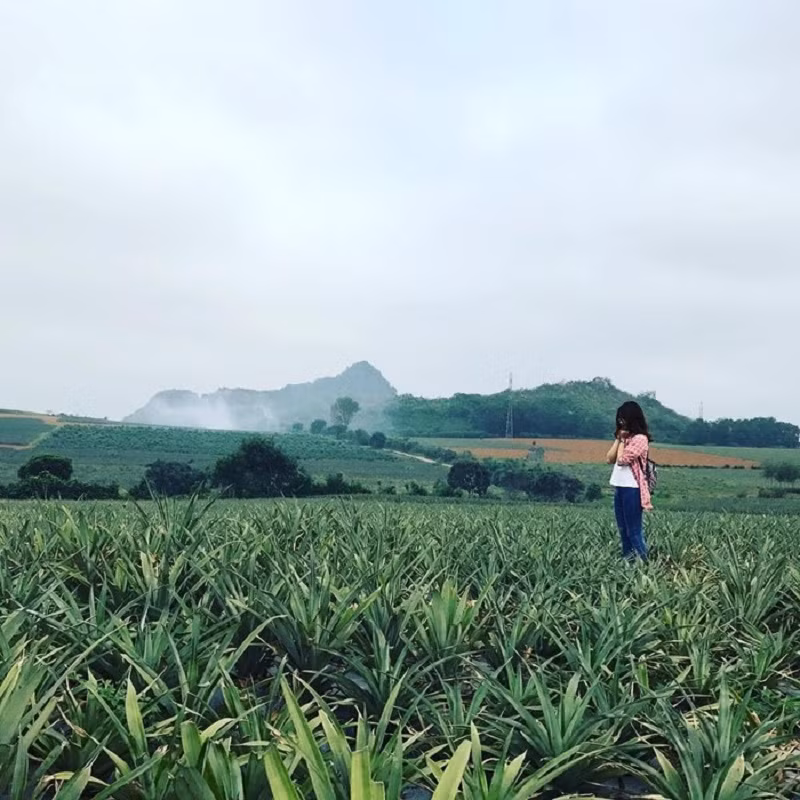 Các bạn trẻ có thể rất dễ dàng di chuyển đến đây trong ngày để chụp những bức hình đẹp ngút ngàn mà không thấy chán trên nền xanh mướt mát.