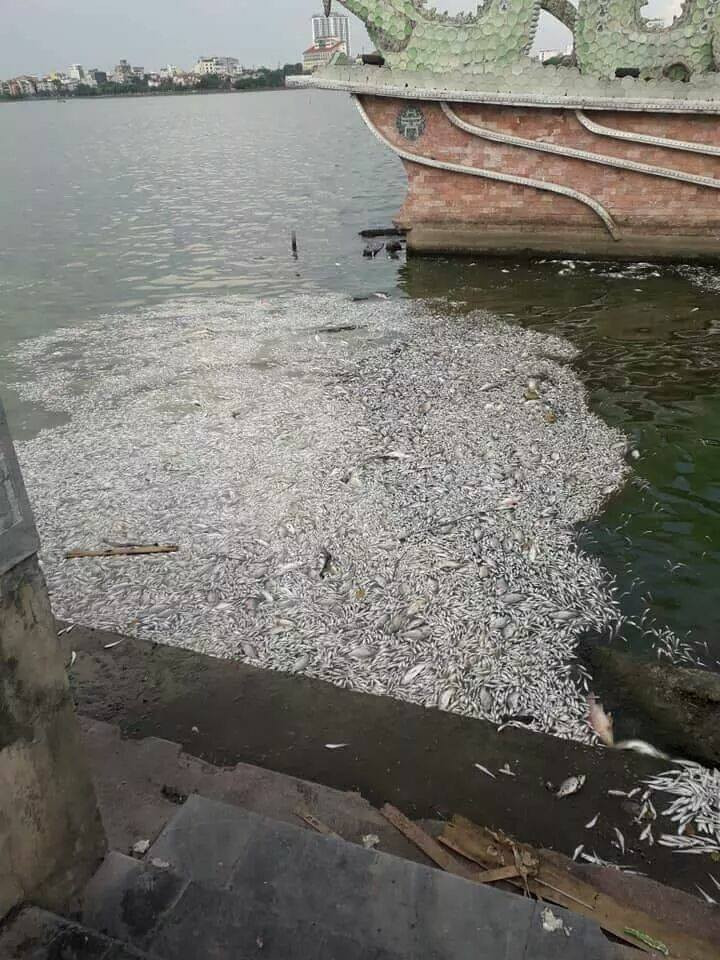 Theo nickname Minh Hoàng chia sẻ: "Nhìn quá xót qua, nhà mình sống ở đây mấy chục năm có hiện tượng chết nhiều như này đâu nhưng 2-3 năm gần đây, cá mới chết nhiều và trắng một góc hồ. Mùi hôi thối kinh lắm".