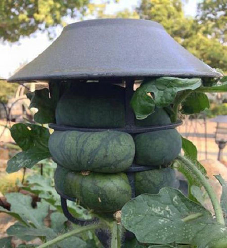 Ban đầu, nhiều người sẽ nghĩ rằng đây là một hình thức tạo hình cho trái dưa hấu mới của người nông dân. Nhưng thực chất đây là cách chống trộm mà một chủ nhà vườn đã nghĩ ra để bảo vệ thành quả canh tác của mình.