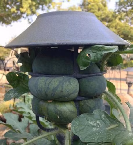 Ban đầu, nhiều người sẽ nghĩ rằng đây là một hình thức tạo hình cho trái dưa hấu mới của người nông dân. Nhưng thực chất đây là cách chống trộm mà một chủ nhà vườn đã nghĩ ra để bảo vệ thành quả canh tác của mình.