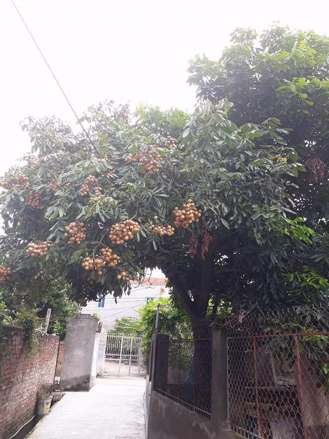 Mới đây trên mạng xã hội, những bức ảnh về những cây hoa quả "không nghe lời chủ" mọc vươn ra ngoài ngõ với chùm trái trĩu cành được dân mạng tổng hợp và chia sẻ rộng rãi.