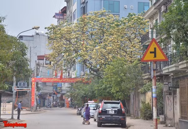 Loài cây này ở Việt Nam được trồng nhiều ở một số tỉnh như Huế, Quảng Nam, Ninh Thuận... nhưng ở Hà Nội lại rất hiếm thấy. Hiện nay, chỉ có cây bún ở làng Đình Thôn là to và đẹp nhất.