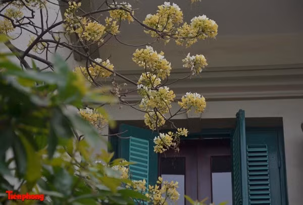 Những chùm hoa Bún khoe sắc bên cửa sổ khiến nhiều người nao lòng.