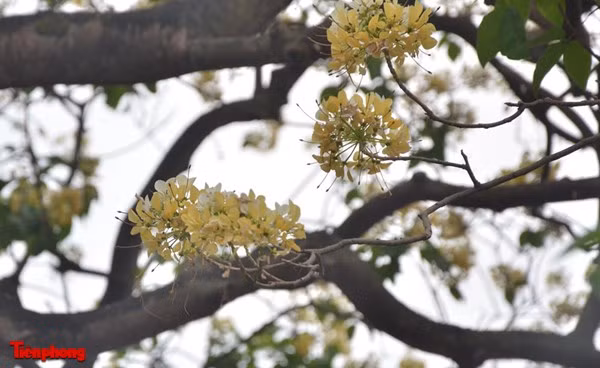 Khi trên cành hoa Bún nở thành chùm dày.