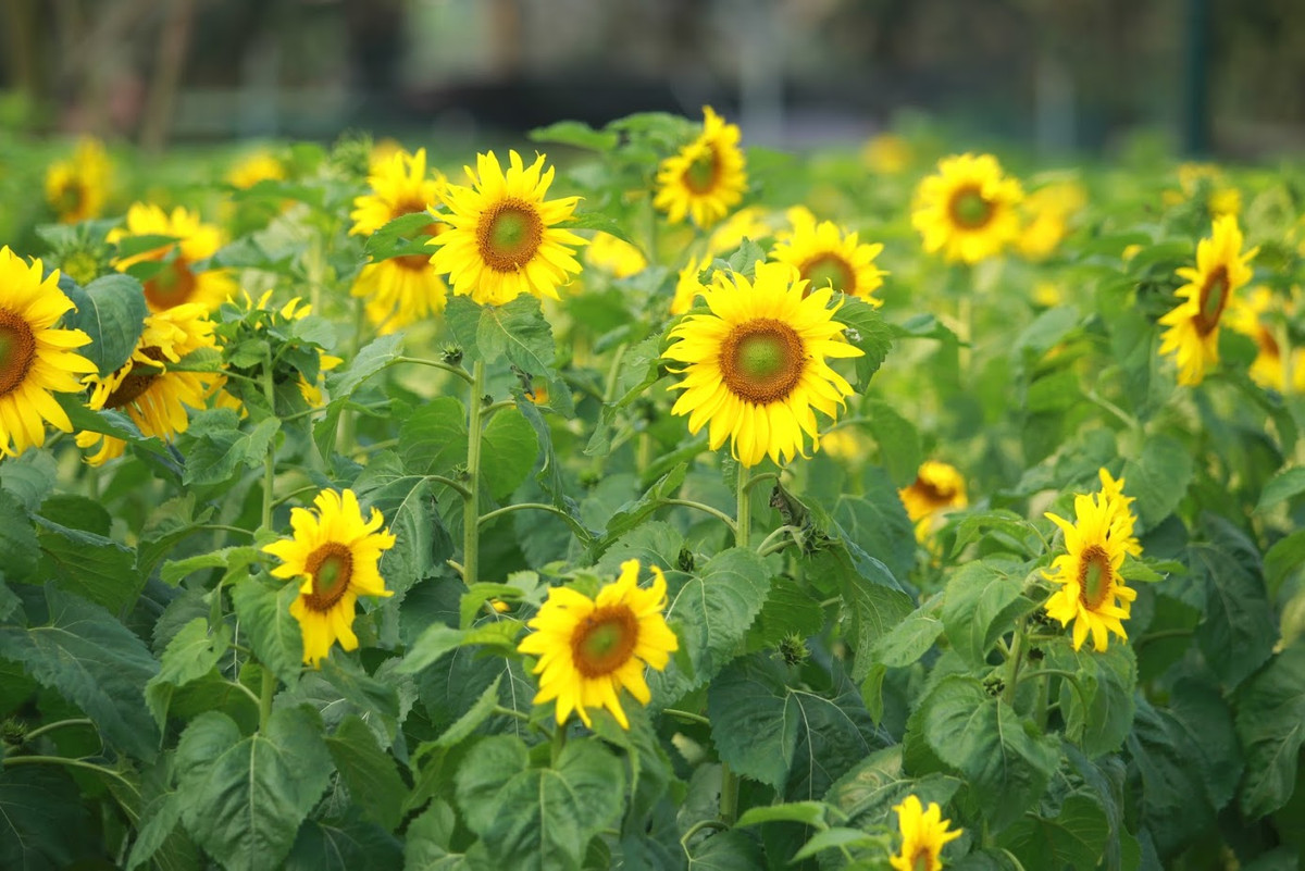 Nằm ở trung tâm thành phố Hà Nội, vườn hoa hướng dương tại Hoàng thành Thăng Long - Hà Nội đang thu hút hàng ngàn lượt khách đổ về mỗi tuần để vui chơi, chụp ảnh.