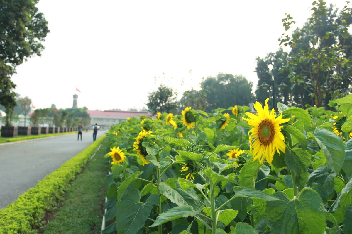 Thay vì phải lặn lội hàng trăm cây số đến tận Nghệ An để thăm thú cánh đồng hoa hướng dương, người dân Thủ đô có thể thỏa sức chụp ảnh, thả dáng với vườn hoa hướng dương tuyệt đẹp nằm giữa khuôn viên của Hoàng thành Thăng Long Hà Nội.