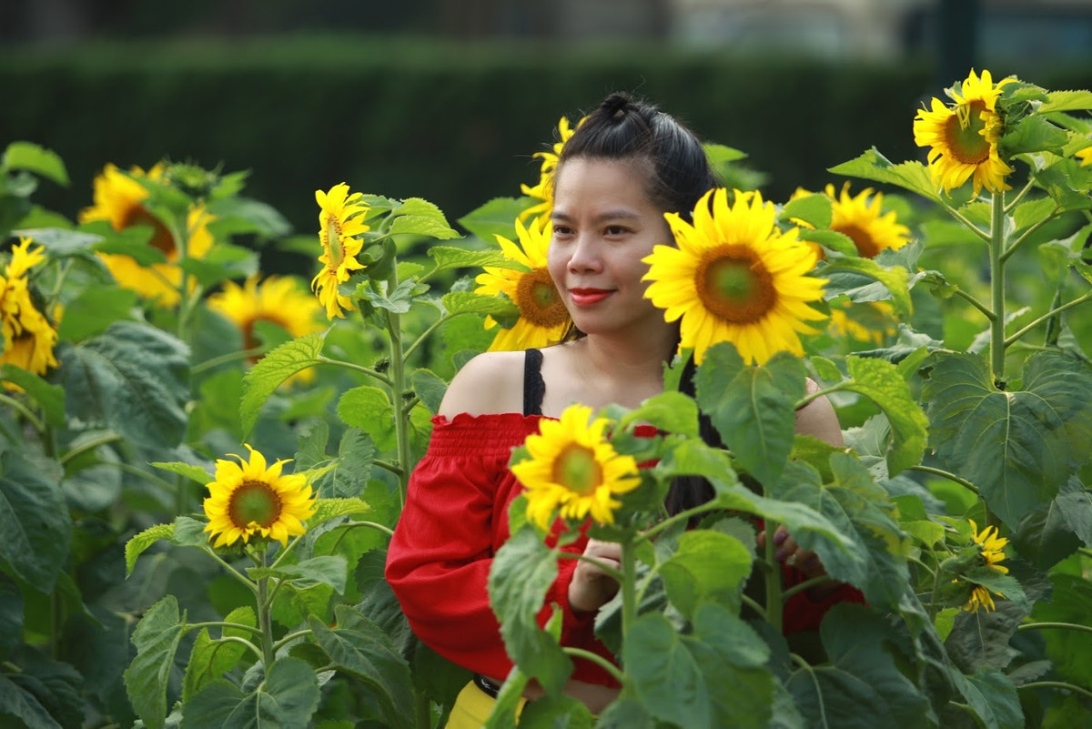 Theo chia sẻ của bạn Linh Anh (28 tuổi, Hà Nội) cho biết: "Mọi năm mình hay vào Nghệ An để chụp ảnh hoa hướng dương, nhưng bây giờ ở Hà Nội đang có vườn hoa hướng dương rộng đẹp, cả gia đình tôi đã cùng một số gia đình bạn bè, người thân về đây tham quan".