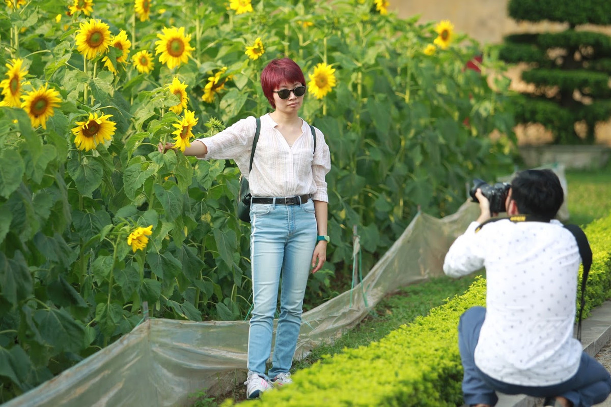 Hai thửa hoa hướng dương được trồng song song với đường Hoàng Diệu và Nguyễn Tri Phương, tạo điểm nhấn trên quảng trường dẫn vào Đoan Môn.