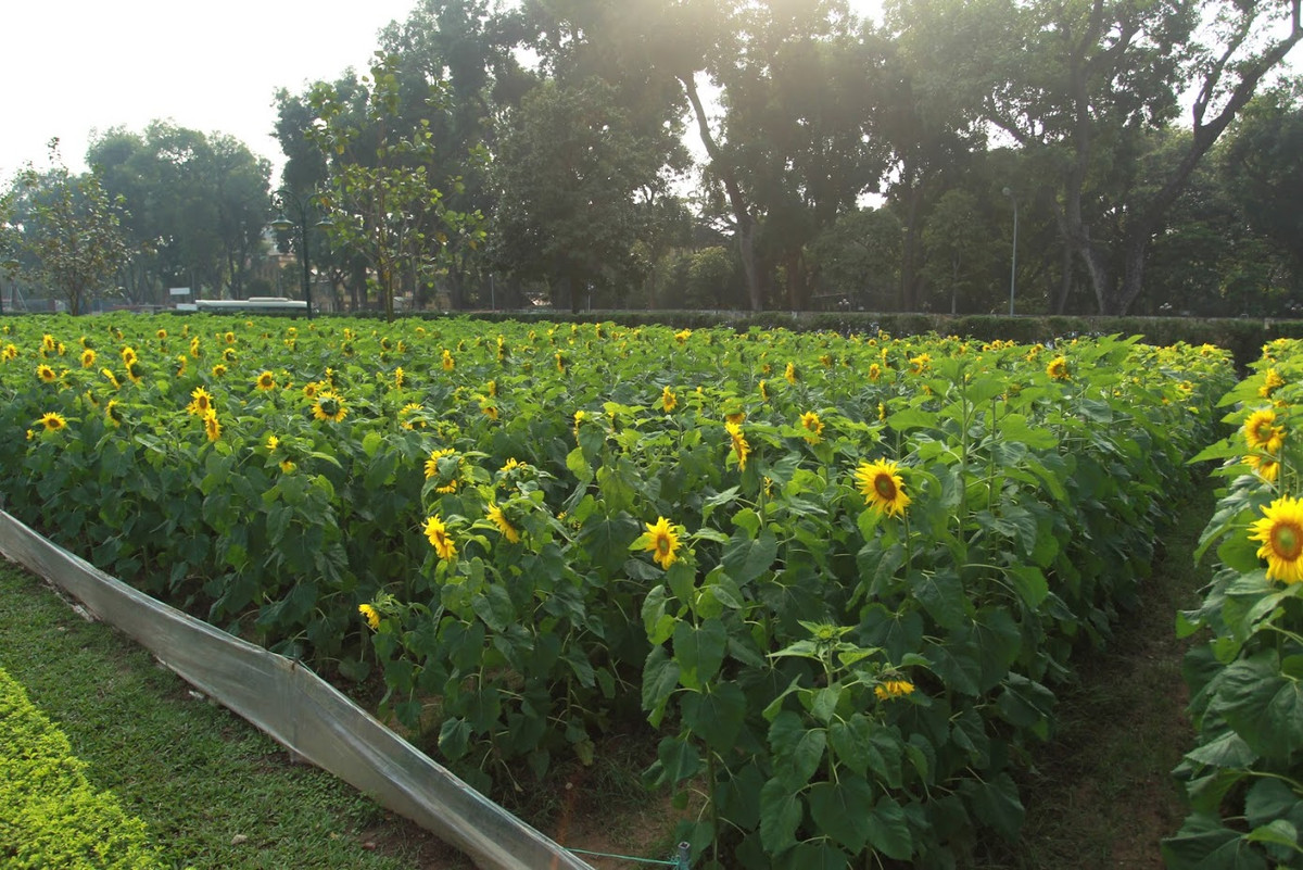 Hoa hướng dương có sức sống tốt và mang ý nghĩa tốt đẹp, hướng về mặt trời.