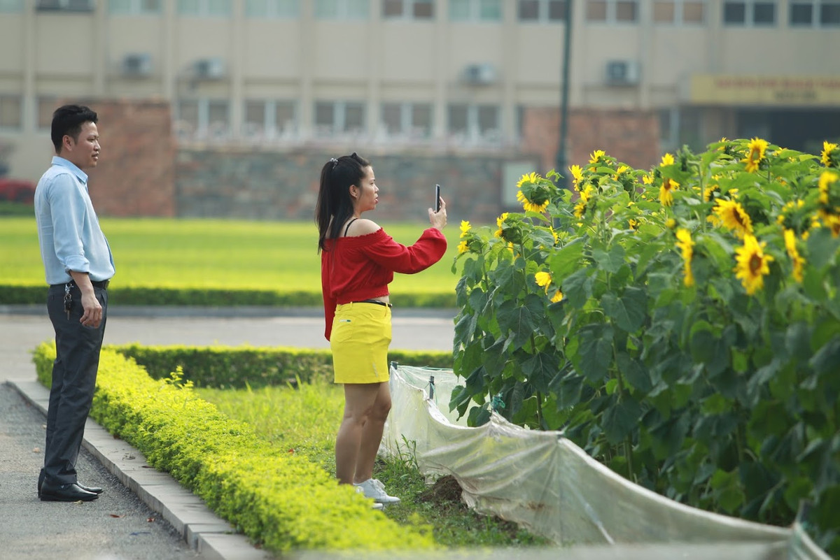 Không chỉ hút người dân trong nước, vườn hoa hướng dương đặc biệt này còn khiến nhiều du khách nước ngoài tranh thủ ghi lại.