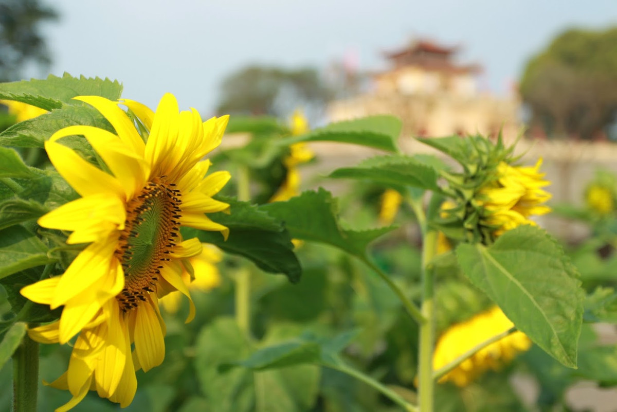 Để lưu lại khoảnh khắc tuyệt đẹp với hoa hướng dương, giờ đây các bạn trẻ không cần phải đi ra khỏi nội thành Hà Nội mà vẫn có bộ ảnh ưng ý để "sống ảo".