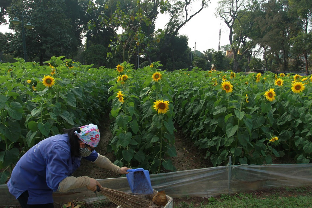 Công nhân chăm sóc hoa cho biết, cánh đồng hoa hướng dương được trồng cách đây hơn 3 tháng.