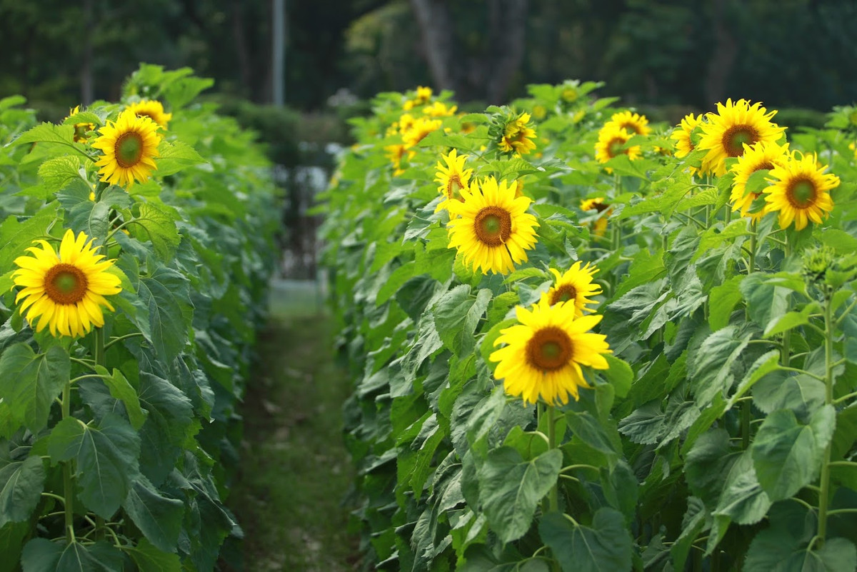 Mục đích của Ban quản lý di tích Hoàng thành Thăng Long - Hà Nội khi trồng những vườn hoa hướng dương này nhằm tạo thêm cảnh quan, không gian mới và điểm nhấn cho du khách tham quan vào dịp đầu Xuân.