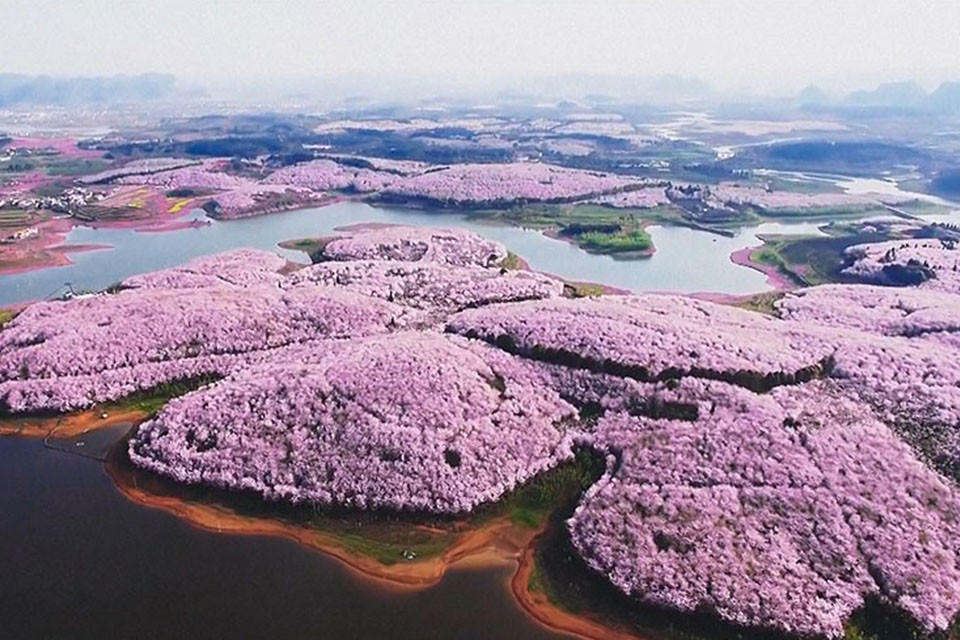 View - Trung Quốc Mùa hoa anh đào đẹp ngỡ như tiên cảnh | Báo Tri thức và Cuộc sống - TIN TỨC PHỔ BIẾN KIẾN THỨC 24H