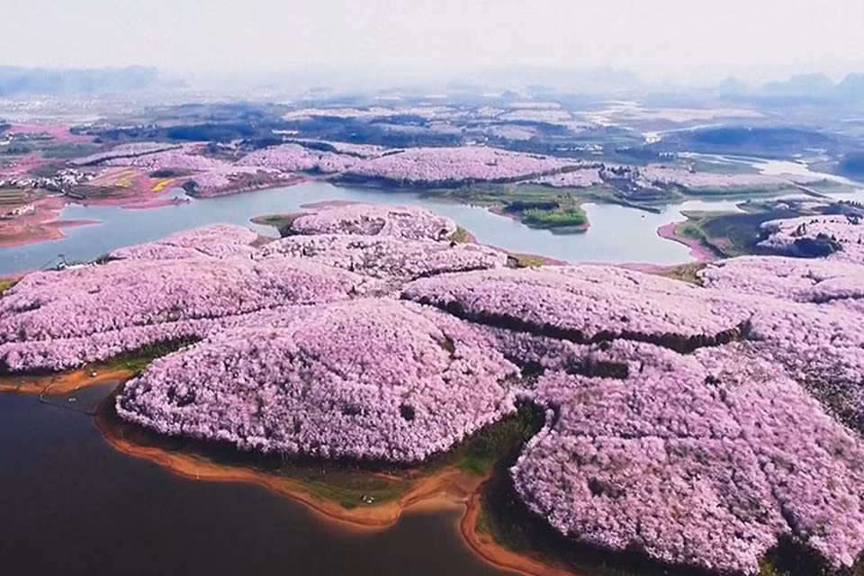 Một bức hình chụp từ trên cao của khu vườn thú Côn Minh, sắc hoa anh đào tràn ngập.