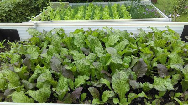 Sang Đức sinh sống và làm việc đã lâu, với mong muốn được thưởng thức những món ăn đậm vị quê nhà trên xứ người, anh Nguyễn Khắc Hùng đã tạo cho gia đình mình một không gian xanh tươi ngập tràn các loại rau quả sạch . Khu vườn trồng rau không chỉ phục vụ những bữa ăn hàng ngày mà còn giúp chốn đi về của gia đình thêm trong lành, thư giãn.