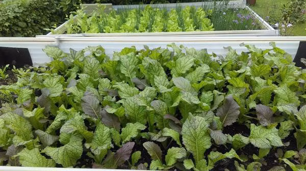 Sang Đức sinh sống và làm việc đã lâu, với mong muốn được thưởng thức những món ăn đậm vị quê nhà trên xứ người, anh Nguyễn Khắc Hùng đã tạo cho gia đình mình một không gian xanh tươi ngập tràn các loại rau quả sạch . Khu vườn trồng rau không chỉ phục vụ những bữa ăn hàng ngày mà còn giúp chốn đi về của gia đình thêm trong lành, thư giãn.