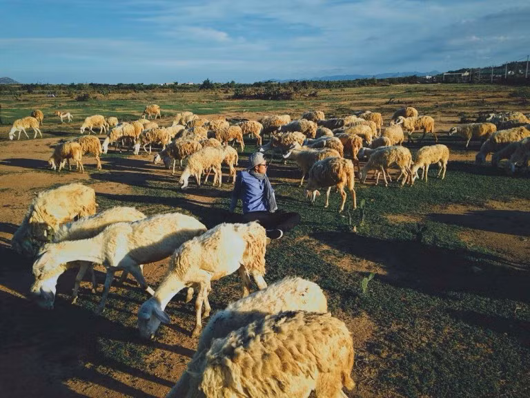 Thời gian vừa qua, ngoài những điểm chụp ảnh quen thuộc với các bạn trẻ như trung tâm thương mại, bãi biển hay khu du lịch thì cánh đồng cừu cũng là nơi được nhiều bạn tìm tới.