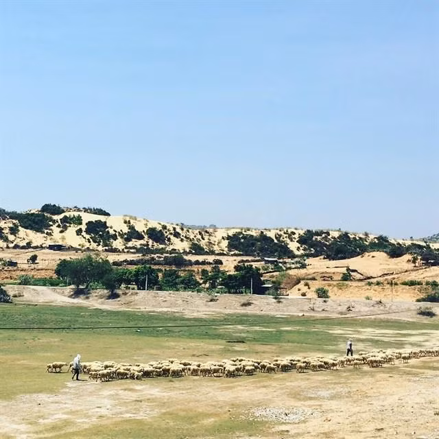 Cánh đồng cừu nằm trong khu vực làng chài Sơn Hải cũng là điểm đến được nhiều bạn trẻ lựa chọn để lưu lại những bức ảnh sống ảo của mình. Ảnh sử dụng trong bài: Ivivu.com